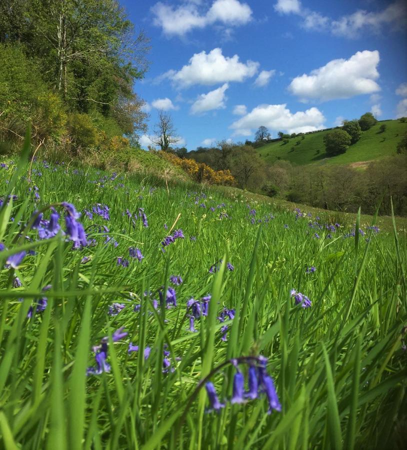 Вілла Nantgwynfaen Organic Farm Wales Llandysul Екстер'єр фото